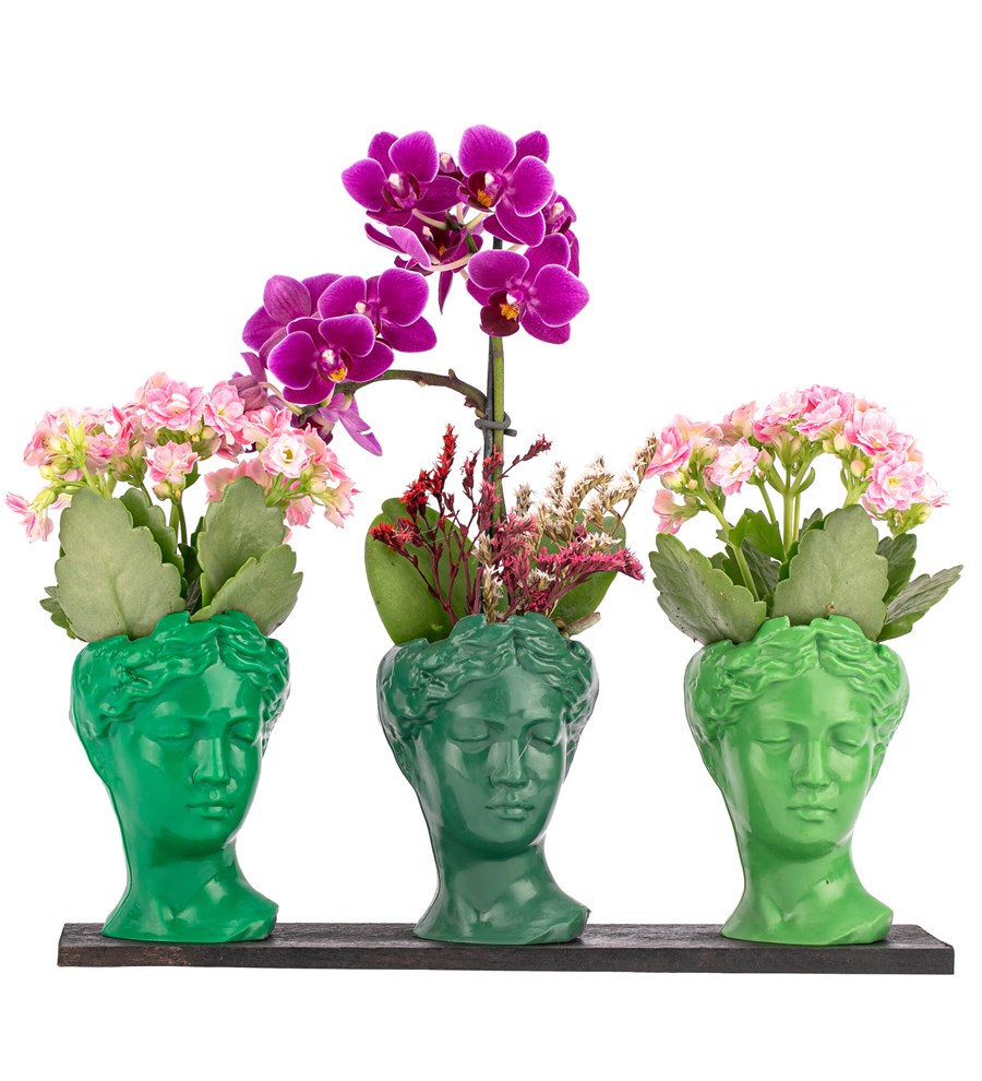 Trio Mini Helen Serisi Kalanchoe ve Tek Dal Orkide Tasarım - Green Colors 