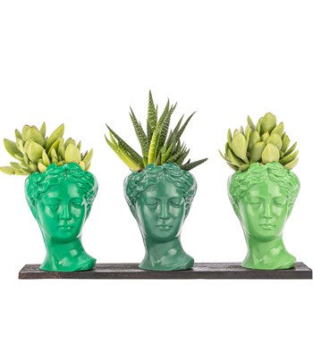 Trio Mini Helen Serisi Sukulent ve Haworthia Tasarım - Green Colors
