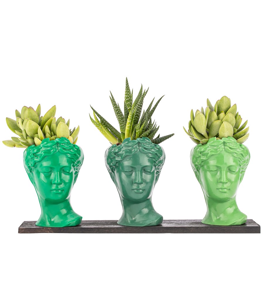 Trio Mini Helen Serisi Sukulent ve Haworthia Tasarım - Green Colors