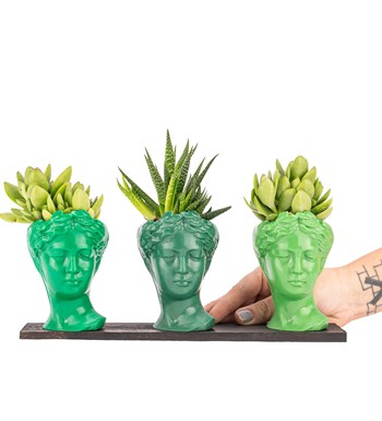 Trio Mini Helen Serisi Sukulent ve Haworthia Tasarım - Green Colors