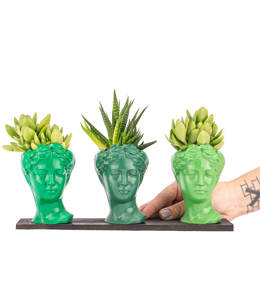 Trio Mini Helen Serisi Sukulent ve Haworthia Tasarım - Green Colors