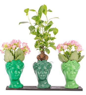 Trio Mini Helen Serisi Ficus Ginseng Bonsai ve Kalanchoe Tasarım - Green Colors