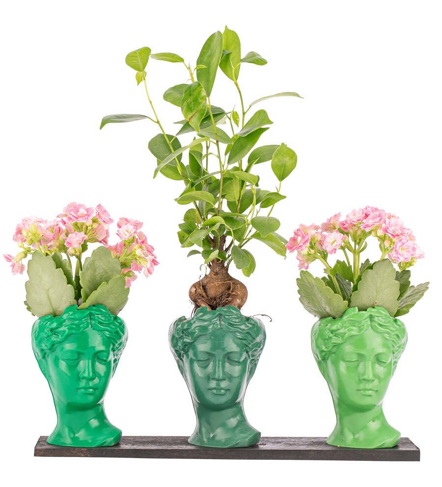 Trio Mini Helen Serisi Ficus Ginseng Bonsai ve Kalanchoe Tasarım - Green Colors