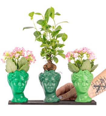 Trio Mini Helen Serisi Ficus Ginseng Bonsai ve Kalanchoe Tasarım - Green Colors