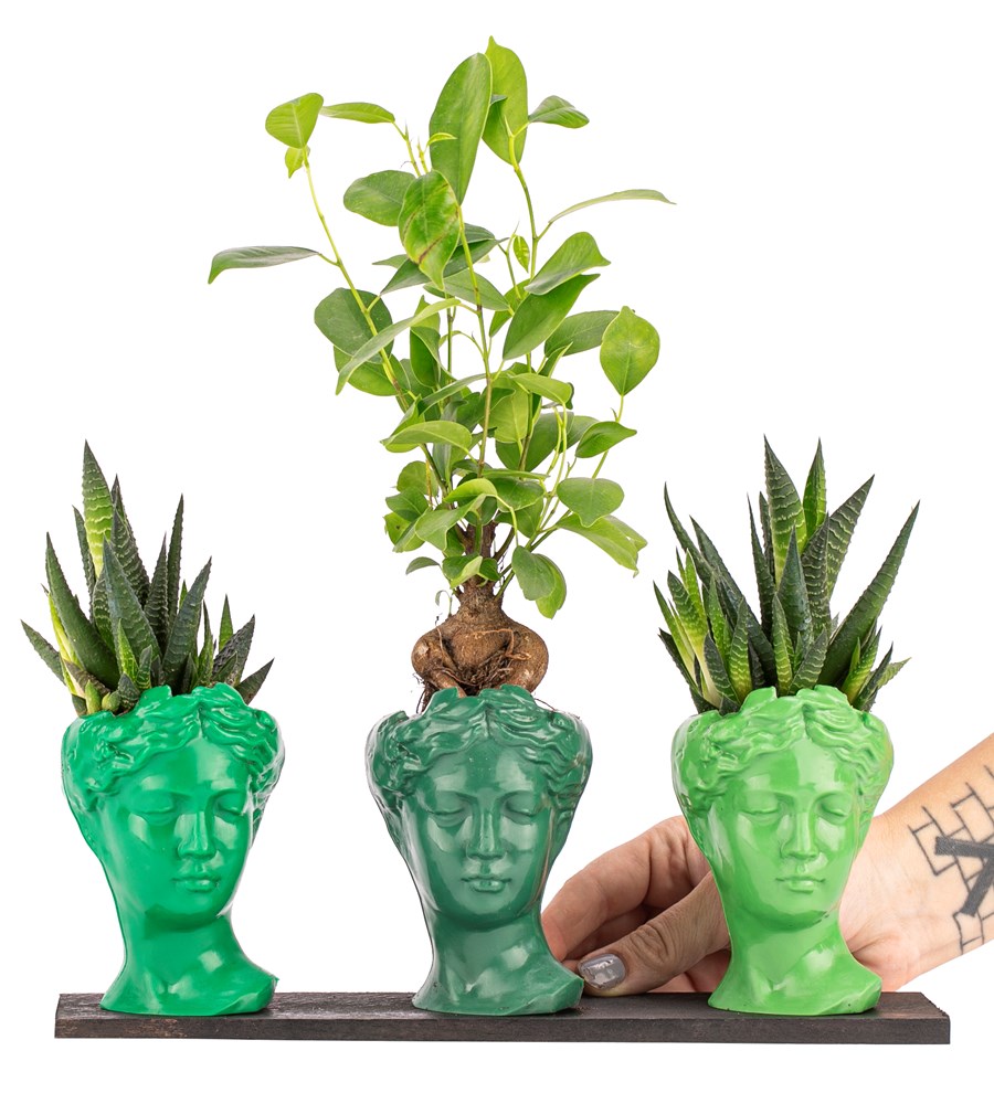 Trio Mini Helen Serisi Ficus Ginseng Bonsai ve Haworthia Tasarım - Green Colors