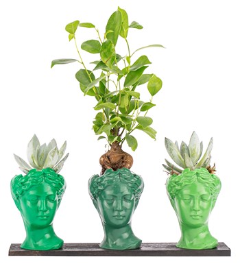 Trio Mini Helen Serisi Ficus Ginseng Bonsai ve Echeveria Tasarım - Green Colors 