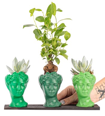 Trio Mini Helen Serisi Ficus Ginseng Bonsai ve Echeveria Tasarım - Green Colors 