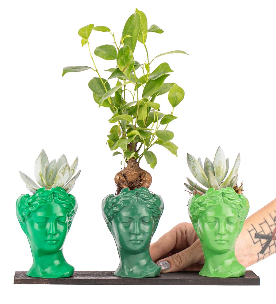 Trio Mini Helen Serisi Ficus Ginseng Bonsai ve Echeveria Tasarım - Green Colors 