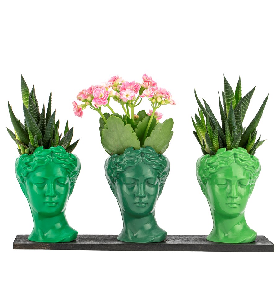Trio Mini Helen Serisi Kalanchoe ve Haworthia Tasarım - Green Colors