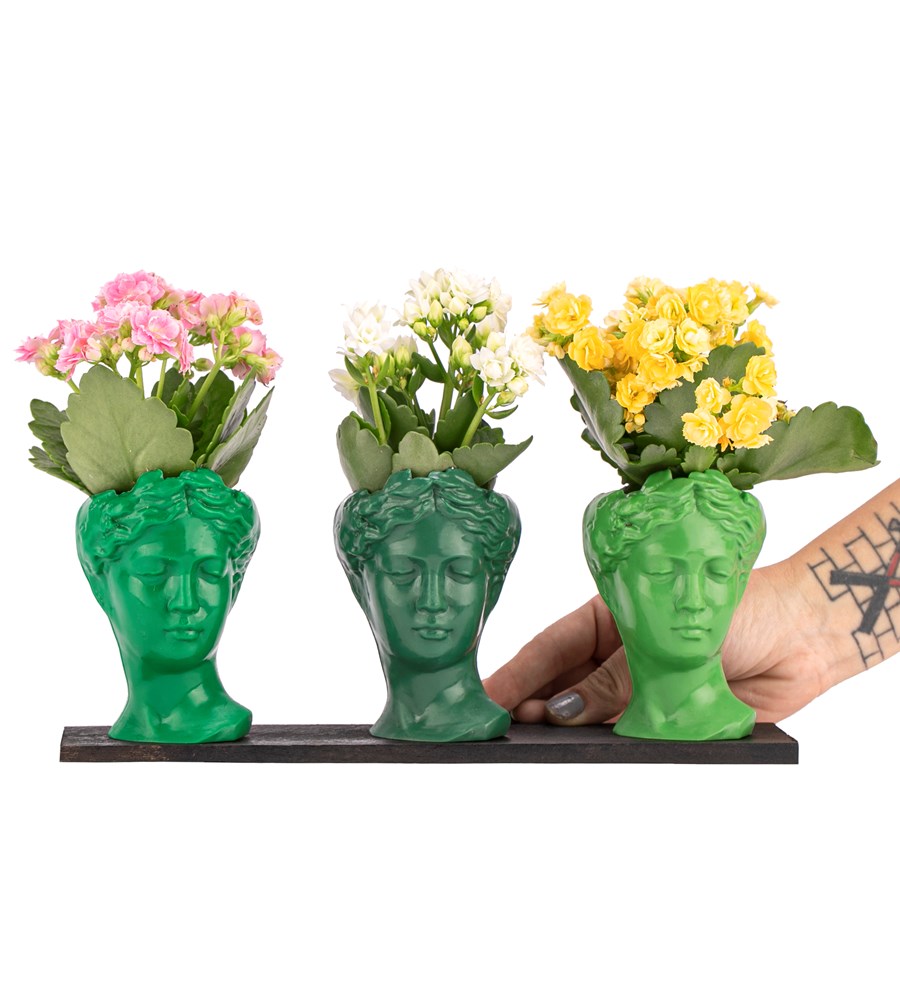 Trio Mini Helen Serisi Kalanchoe Tasarım - Green Colors