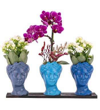 Trio Mini Helen Serisi Kalanchoe ve Tek Dal Orkide Tasarım - Blue Colors