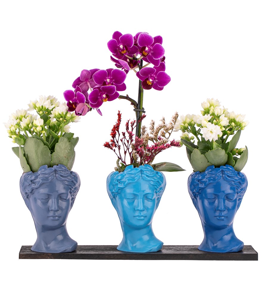 Trio Mini Helen Serisi Kalanchoe ve Tek Dal Orkide Tasarım - Blue Colors