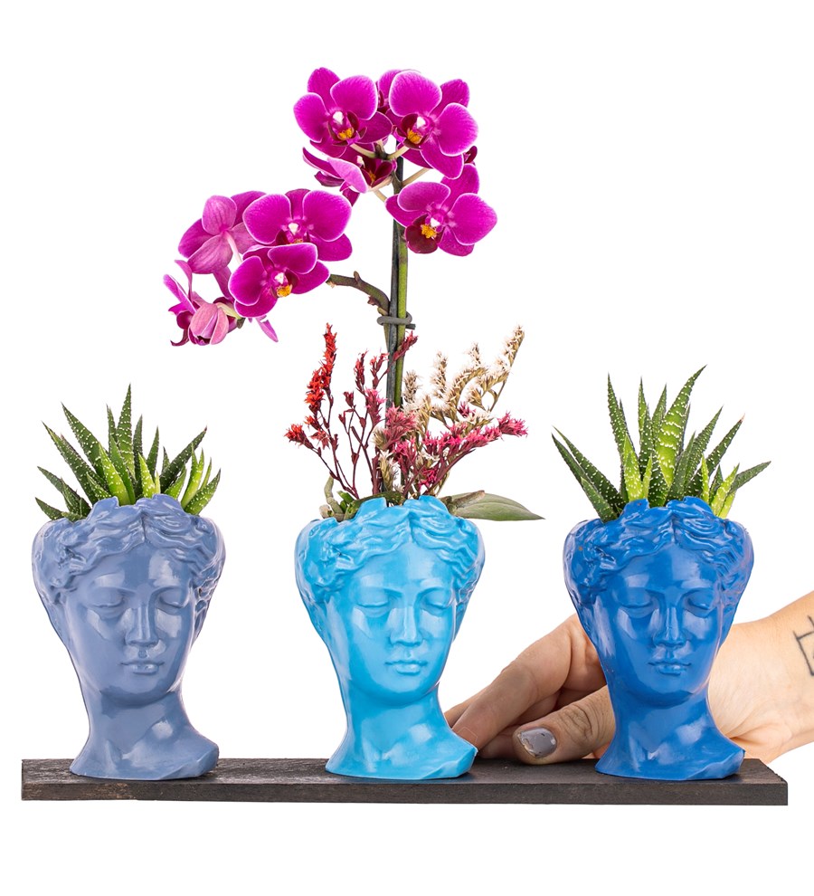 Trio Mini Helen Serisi Haworthia ve Tek Dal Orkide Tasarım - Blue Colors 