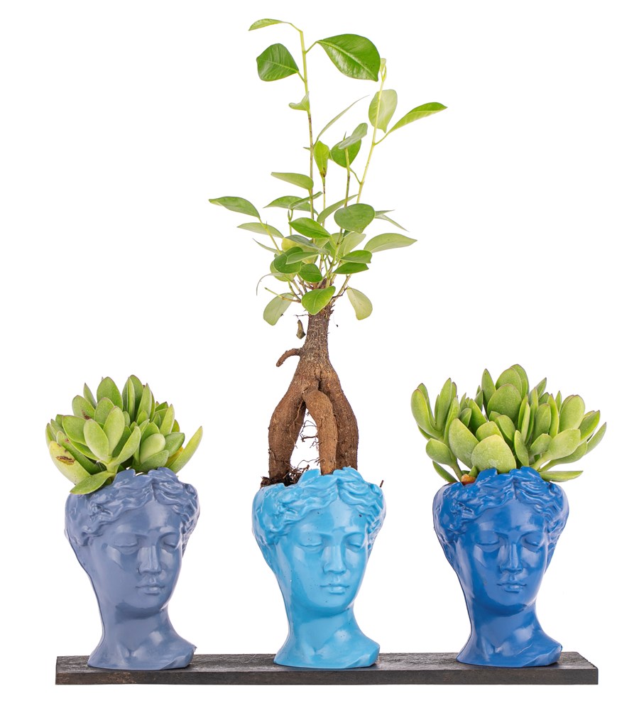 Trio Mini Helen Serisi Ficus Ginseng Bonsai ve Sukulent Tasarım -  Blue Colors