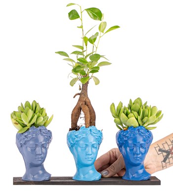 Trio Mini Helen Serisi Ficus Ginseng Bonsai ve Sukulent Tasarım -  Blue Colors