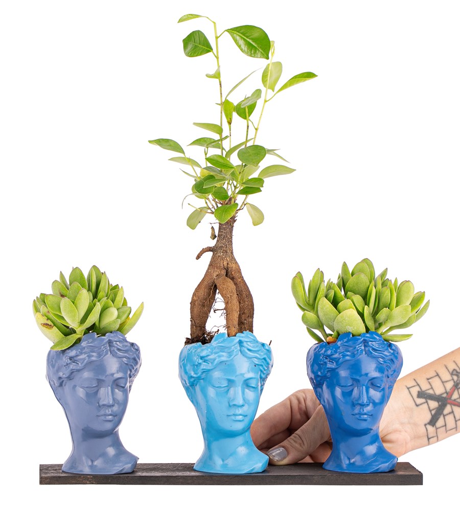 Trio Mini Helen Serisi Ficus Ginseng Bonsai ve Sukulent Tasarım -  Blue Colors