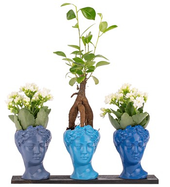Trio Mini Helen Serisi Ficus Ginseng Bonsai ve Kalanchoe Tasarım - Blue Colors 