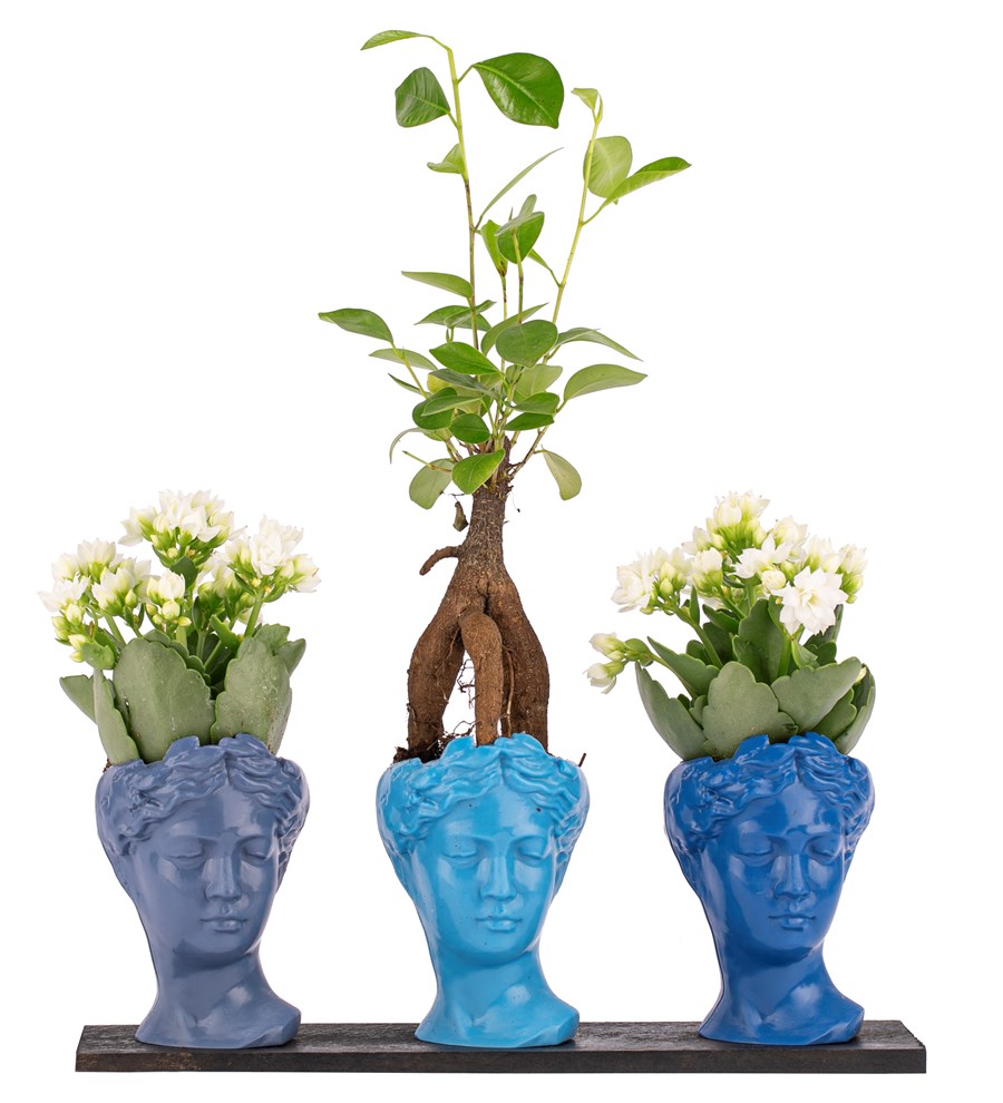 Trio Mini Helen Serisi Ficus Ginseng Bonsai ve Kalanchoe Tasarım - Blue Colors 