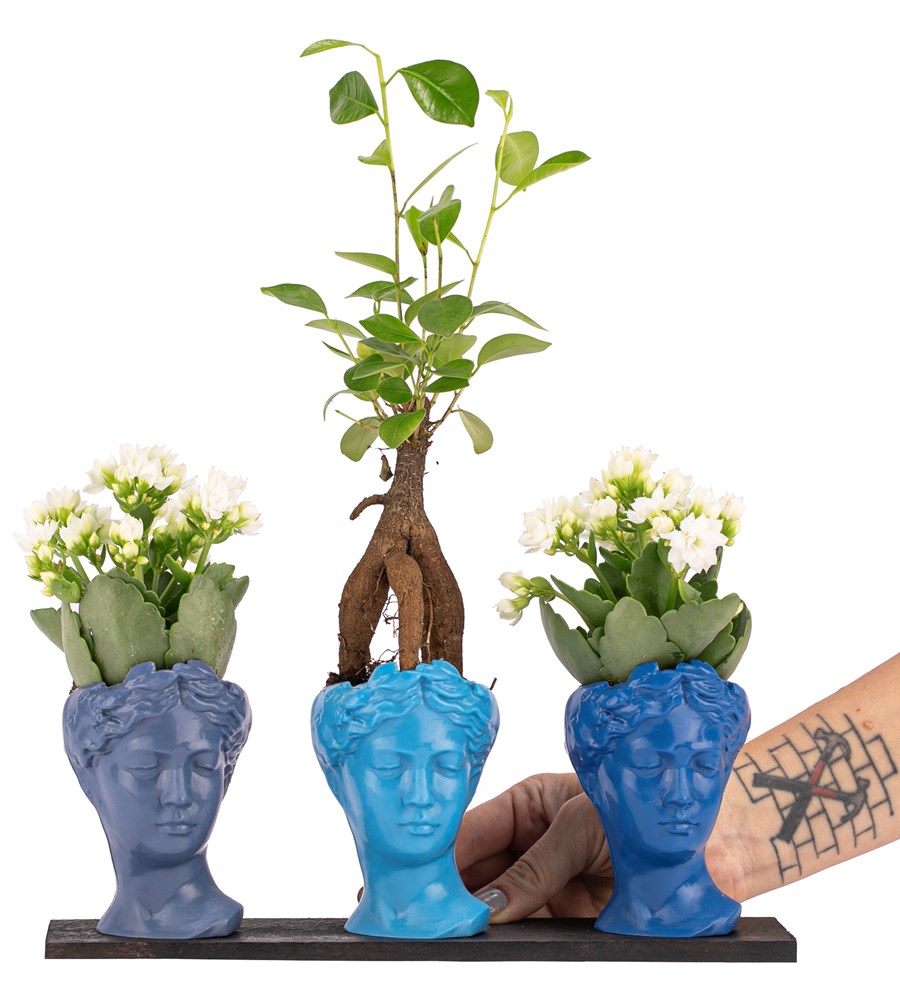 Trio Mini Helen Serisi Ficus Ginseng Bonsai ve Kalanchoe Tasarım - Blue Colors 