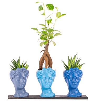 Trio Mini Helen Serisi Ficus Ginseng Bonsai ve Haworthia Tasarım - Blue Colors