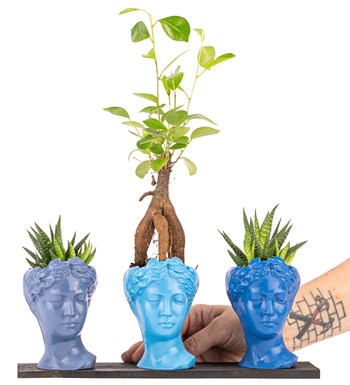 Trio Mini Helen Serisi Ficus Ginseng Bonsai ve Haworthia Tasarım - Blue Colors