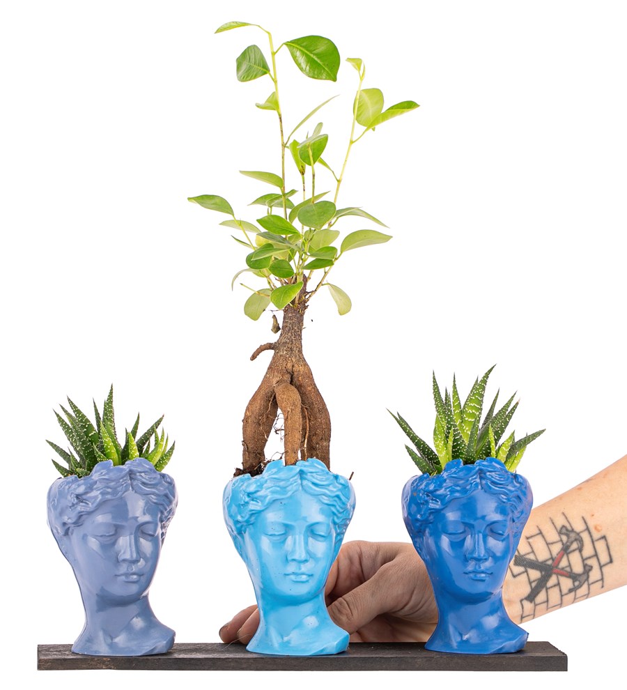 Trio Mini Helen Serisi Ficus Ginseng Bonsai ve Haworthia Tasarım - Blue Colors