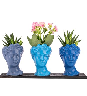 Trio Mini Helen Serisi Kalanchoe ve Haworthia Tasarım - Blue Colors