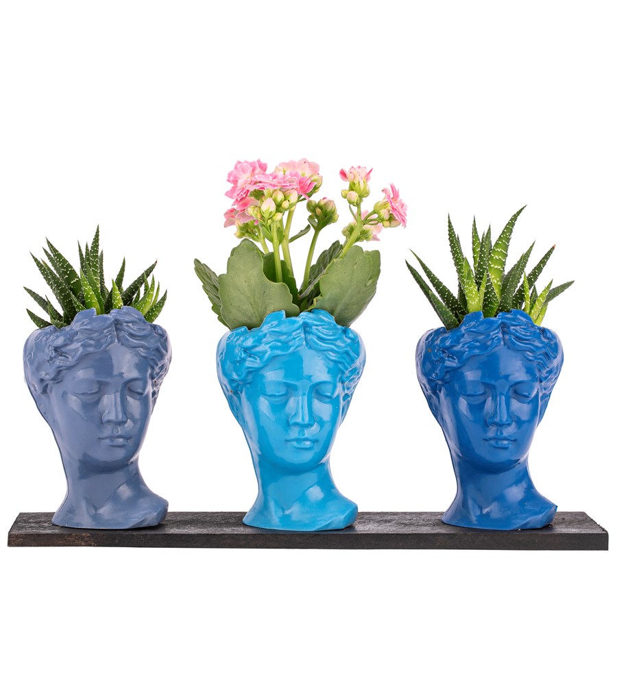Trio Mini Helen Serisi Kalanchoe ve Haworthia Tasarım - Blue Colors