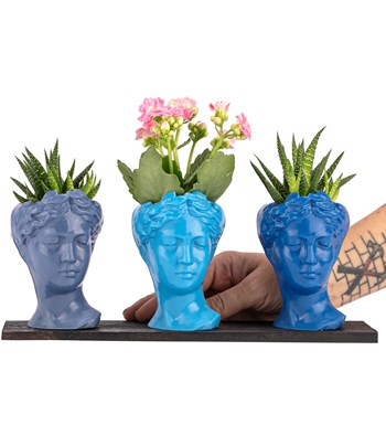 Trio Mini Helen Serisi Kalanchoe ve Haworthia Tasarım - Blue Colors