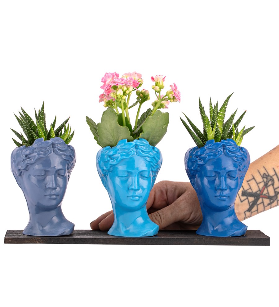Trio Mini Helen Serisi Kalanchoe ve Haworthia Tasarım - Blue Colors