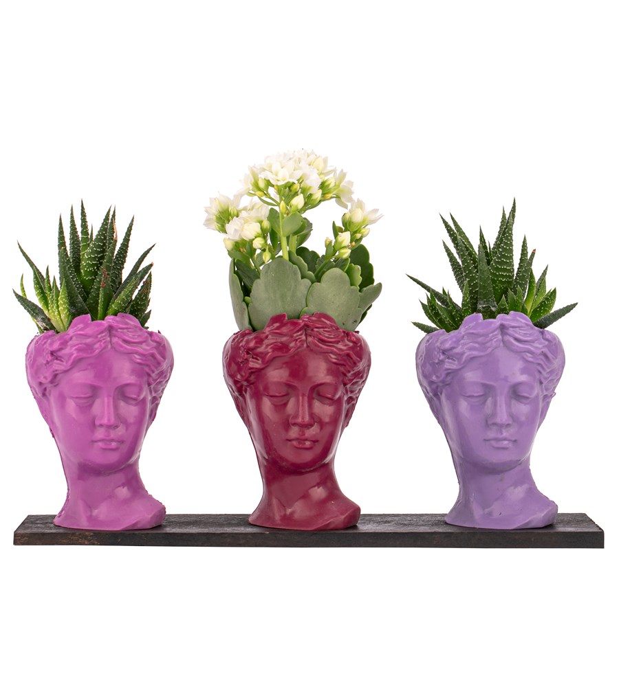 Trio Mini Helen Serisi Kalanchoe ve Haworthia Tasarım - Pink Colors 