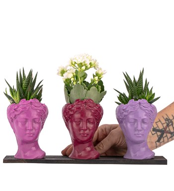 Trio Mini Helen Serisi Kalanchoe ve Haworthia Tasarım - Pink Colors 