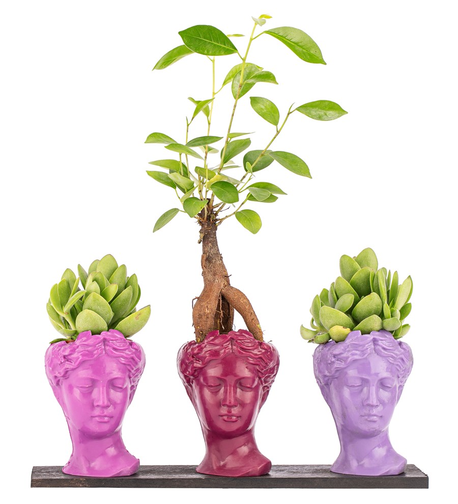 Trio Mini Helen Serisi Ficus Ginseng Bonsai ve Sukulent Tasarım - Pink Colors