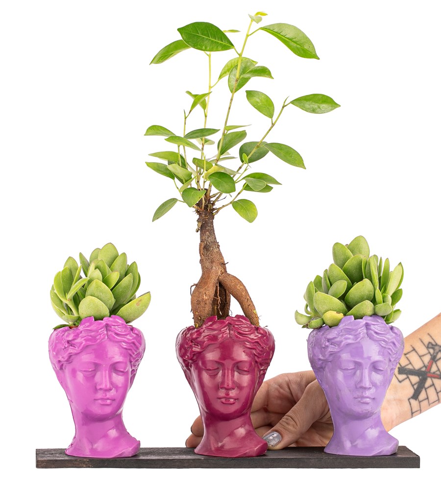 Trio Mini Helen Serisi Ficus Ginseng Bonsai ve Sukulent Tasarım - Pink Colors