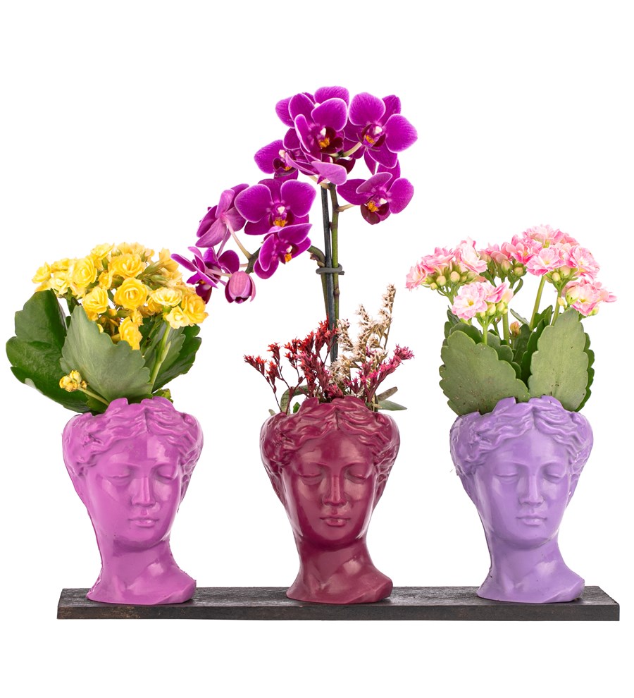Trio Mini Helen Serisi Kalanchoe ve Tek Dal Orkide Tasarım - Pink Colors 