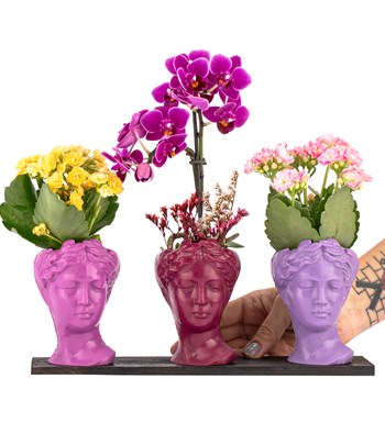 Trio Mini Helen Serisi Kalanchoe ve Tek Dal Orkide Tasarım - Pink Colors 