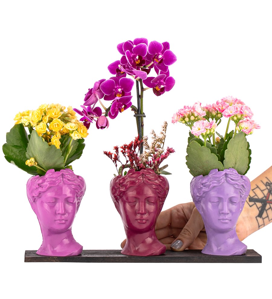 Trio Mini Helen Serisi Kalanchoe ve Tek Dal Orkide Tasarım - Pink Colors 