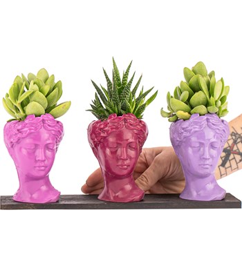 Trio Mini Helen Serisi Sukulent ve Haworthia Tasarım - Pink Colors