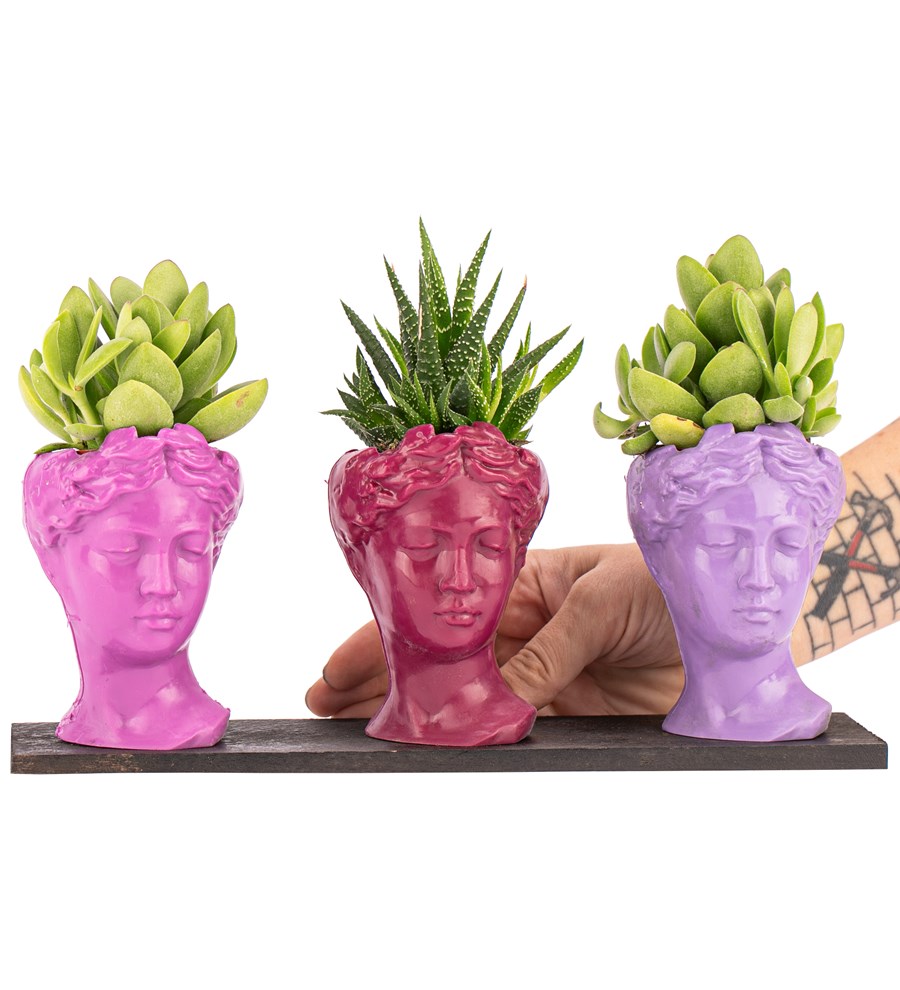 Trio Mini Helen Serisi Sukulent ve Haworthia Tasarım - Pink Colors