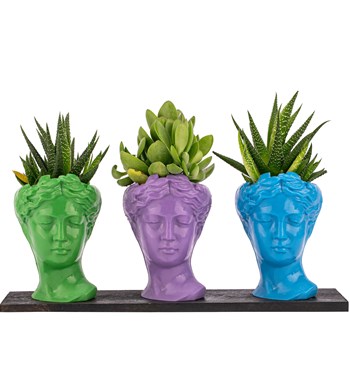 Trio Mini Helen Haworthia ve Sukulent Tasarım / Açık Yeşil - Lila - Turkuaz Colors