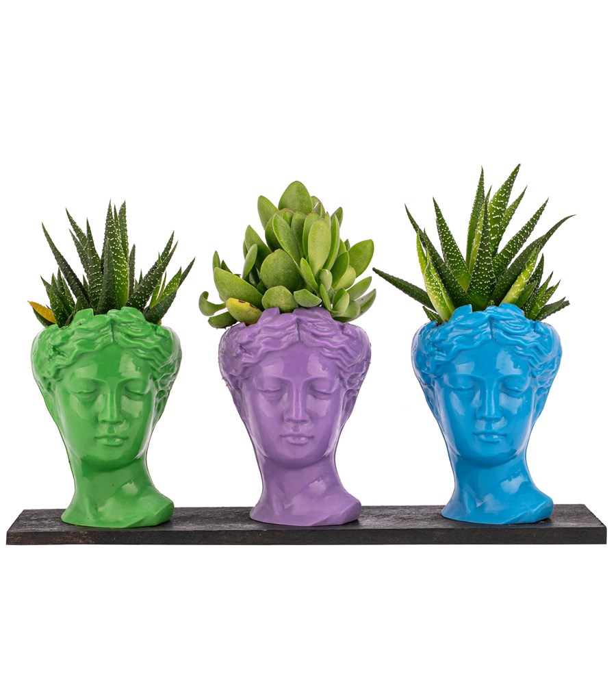 Trio Mini Helen Haworthia ve Sukulent Tasarım / Açık Yeşil - Lila - Turkuaz Colors