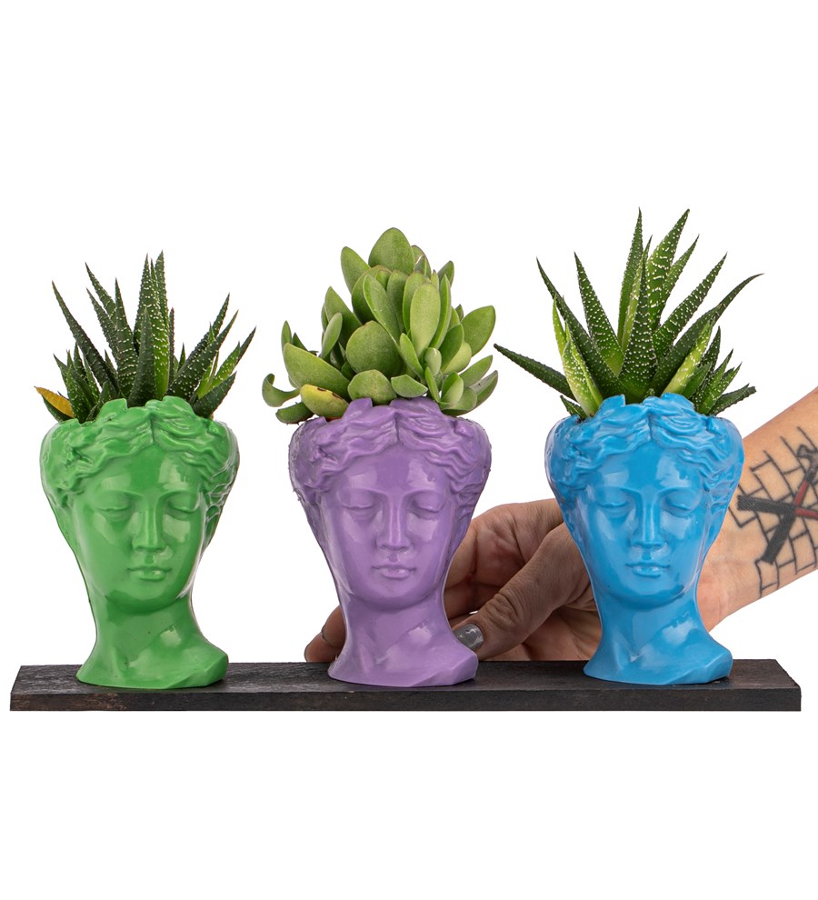 Trio Mini Helen Haworthia ve Sukulent Tasarım / Açık Yeşil - Lila - Turkuaz Colors