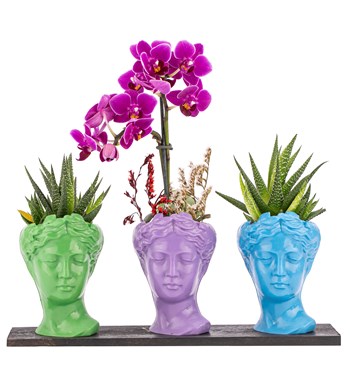 Trio Mini Helen Haworthia ve Tek Dal Orkide Tasarım / Açık Yeşil - Lila - Turkuaz Colors