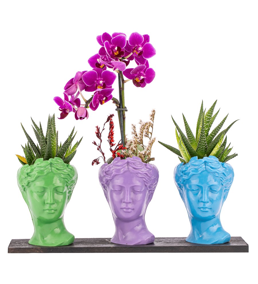 Trio Mini Helen Haworthia ve Tek Dal Orkide Tasarım / Açık Yeşil - Lila - Turkuaz Colors