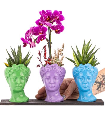 Trio Mini Helen Haworthia ve Tek Dal Orkide Tasarım / Açık Yeşil - Lila - Turkuaz Colors