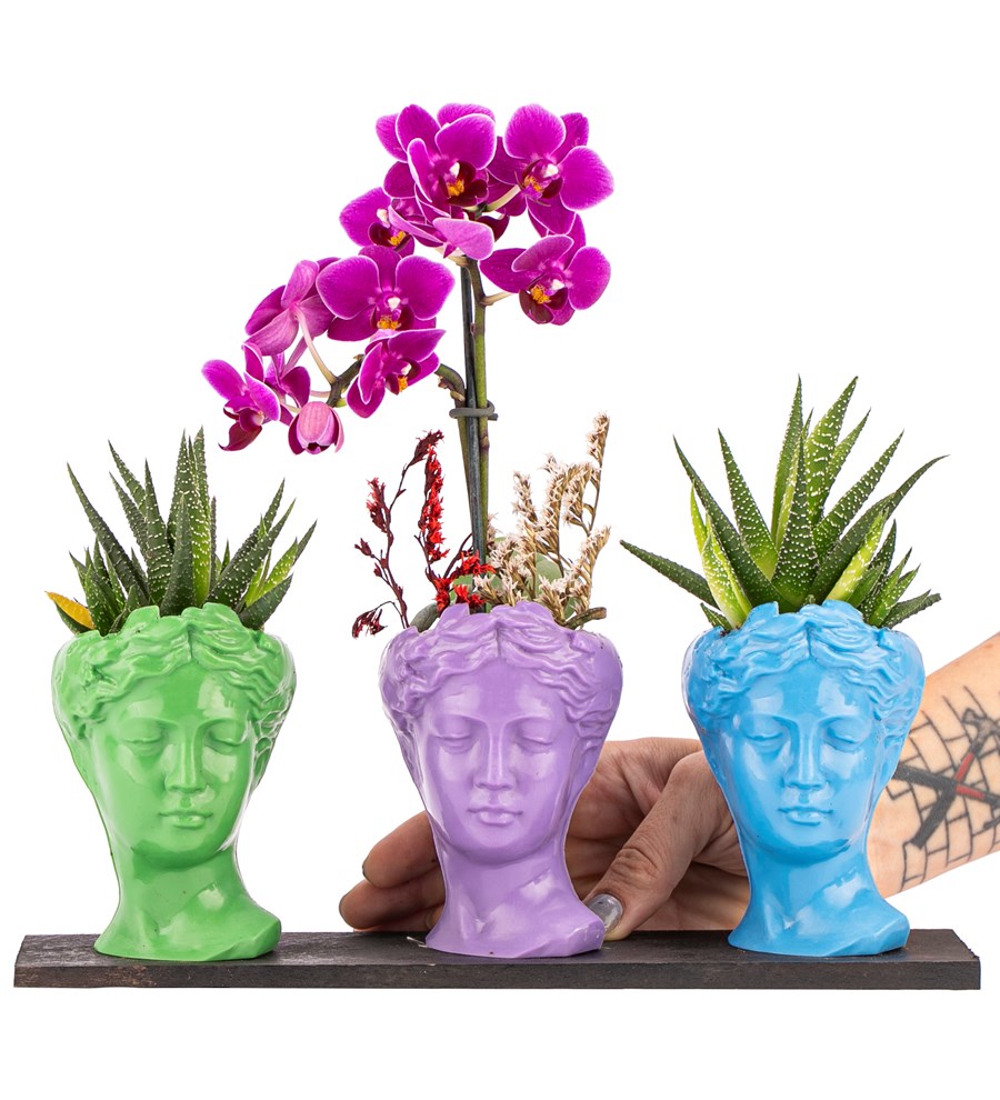 Trio Mini Helen Haworthia ve Tek Dal Orkide Tasarım / Açık Yeşil - Lila - Turkuaz Colors