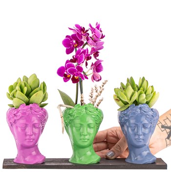 Trio Mini Helen Sukulent ve Tek Dal Orkide Tasarım / Fuşya - Açık Yeşil - Azur Mavi Colors