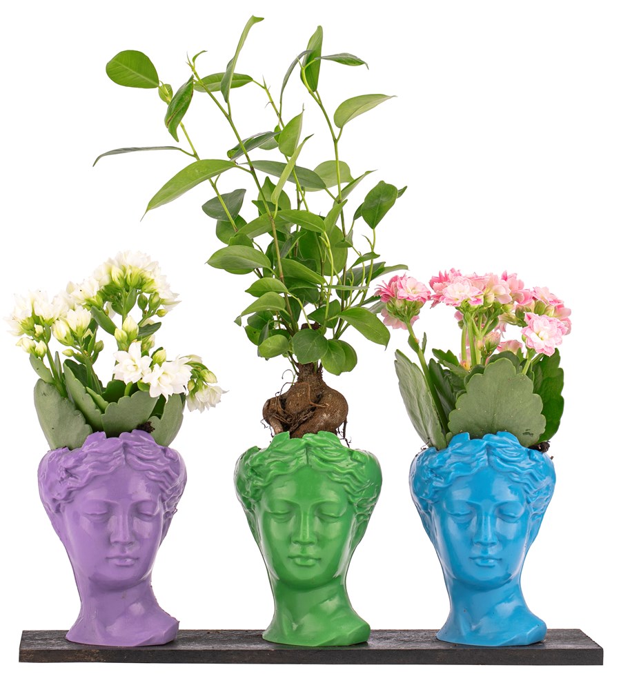Trio Mini Helen Ficus Ginseng Bonsai ve Kalanchoe Tasarım / Lila - Açık Yeşil - Turkuaz Colors