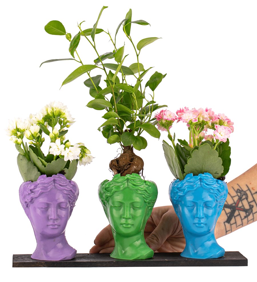 Trio Mini Helen Ficus Ginseng Bonsai ve Kalanchoe Tasarım / Lila - Açık Yeşil - Turkuaz Colors