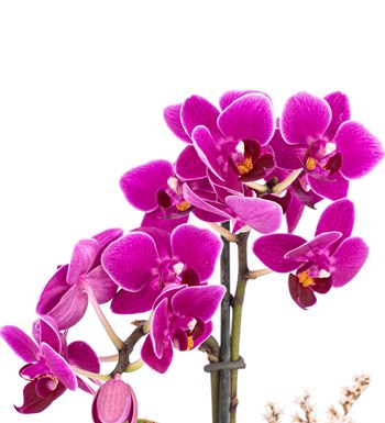 Mini Helen Serisi Tek Dal Orkide Tasarım - Lila